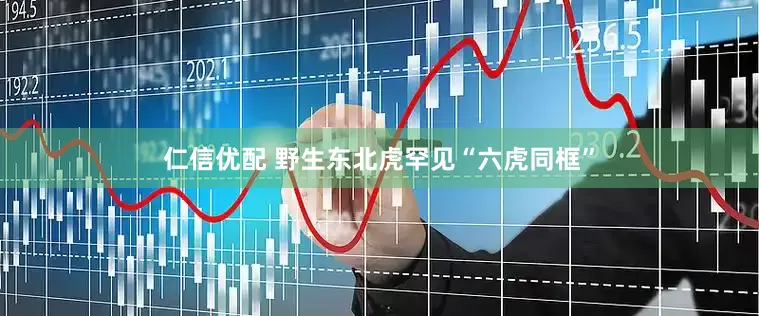 仁信优配 野生东北虎罕见“六虎同框”